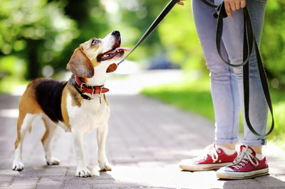 Reflective Collar with Waterproof Holder Case for AirTags